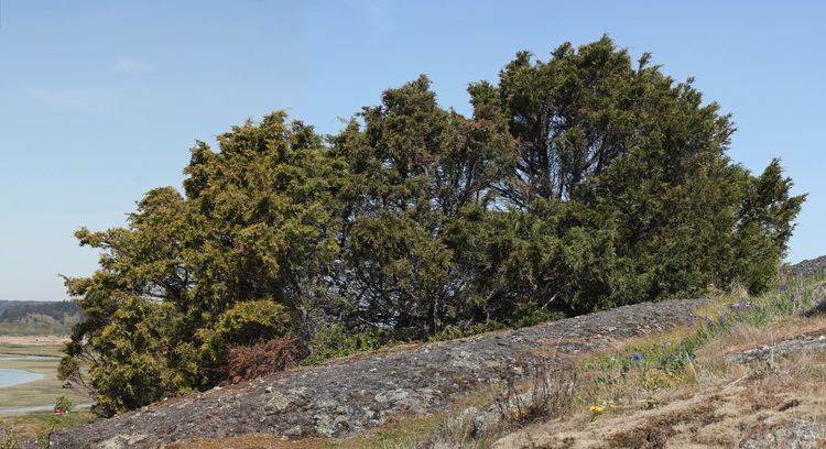 Juniperus maritima FileJuniperus maritima 6437sJPG Wikimedia Commons