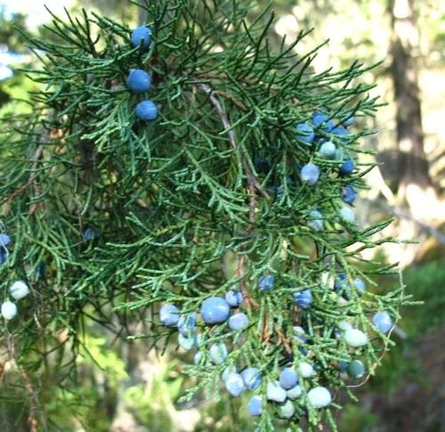 Juniperus maritima Plant of the Month