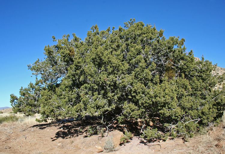 Juniperus monosperma Vascular Plants of the Gila Wilderness Juniperus monosperma