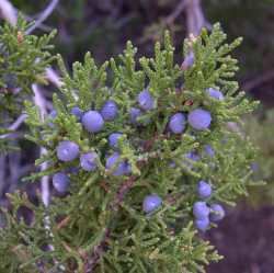 Juniperus monosperma SEINet Arizona Chapter Juniperus monosperma