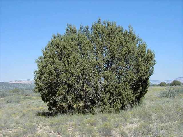 Juniperus monosperma Oneseed Juniper Juniperus monosperma