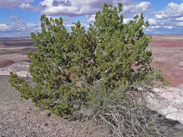 Juniperus monosperma Southwest Colorado Wildflowers Juniperus monosperma