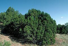 Juniperus monosperma httpsuploadwikimediaorgwikipediacommonsthu