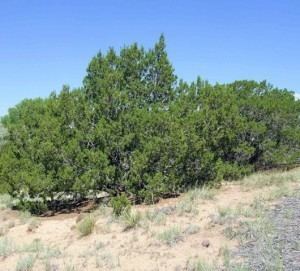 Juniperus monosperma NOVEMBER Oneseed juniper Juniperus monosperma Santa Fe