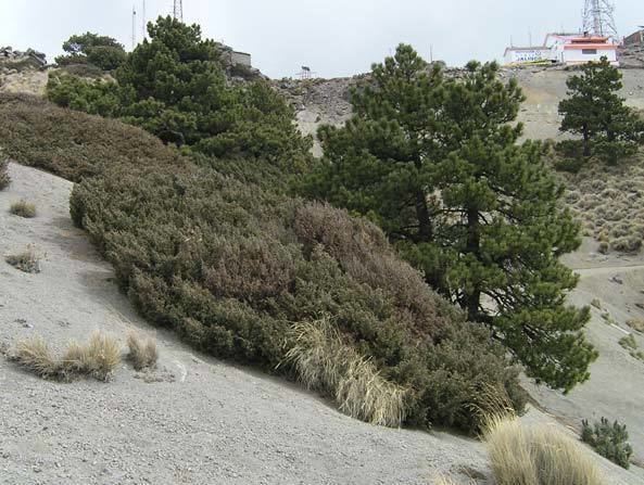 Juniperus monticola wwwconifersorgcujumonticola1jpg