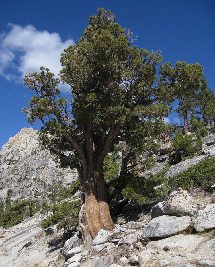 Juniperus occidentalis Juniperus occidentalis Wikimedia Commons