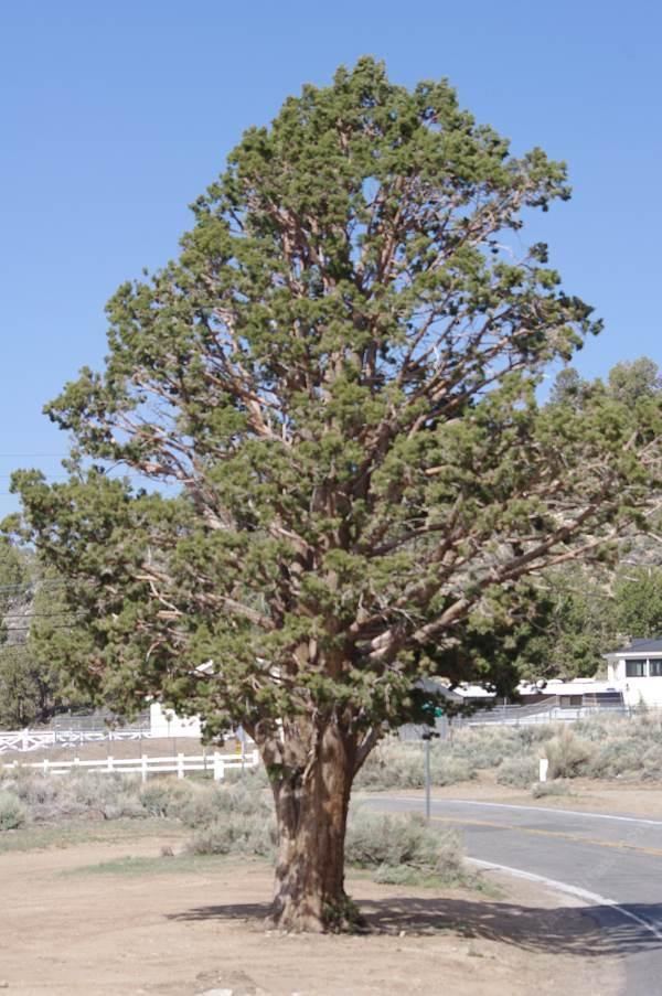 Juniperus occidentalis Juniperus occidentalis Western Juniper