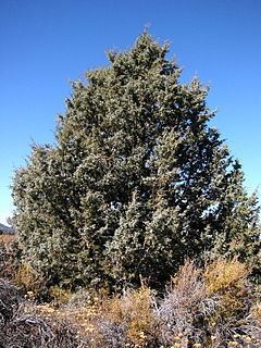 Juniperus occidentalis httpsuploadwikimediaorgwikipediacommonsthu