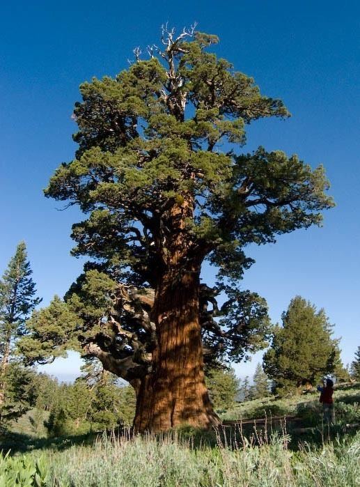 Juniperus occidentalis Juniperus occidentalis western and Sierra junipers description