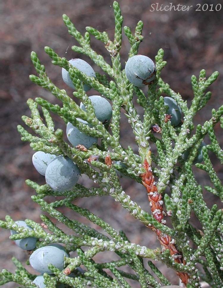 Juniperus occidentalis Juniper Juniperus occidentalis var occidentalis Synonyms
