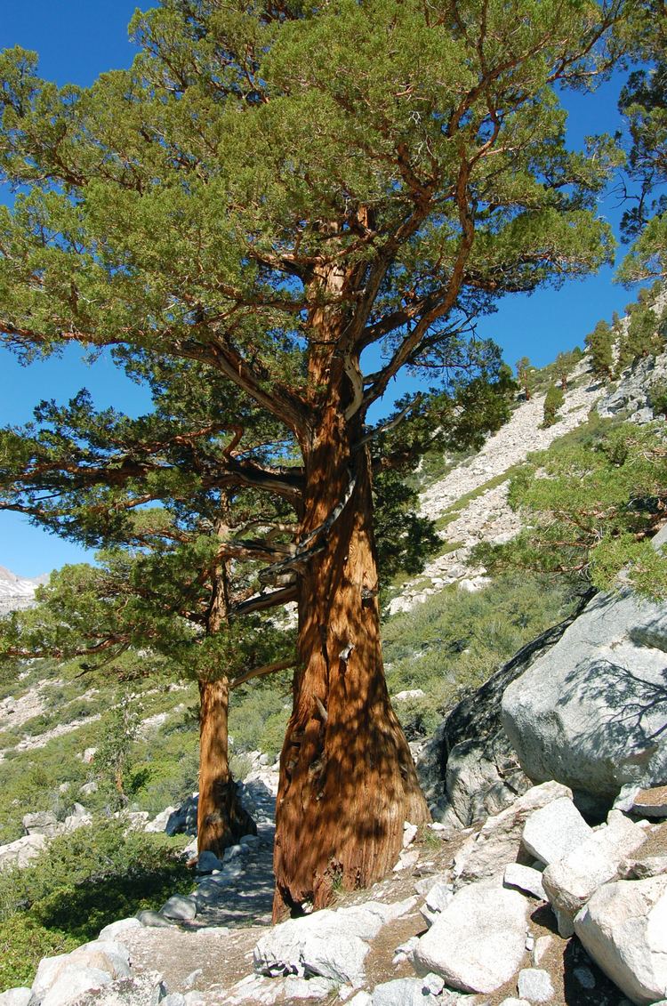 Juniperus occidentalis Juniperus occidentalis Wikimedia Commons