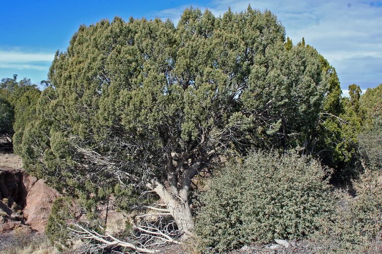 Juniperus osteosperma Vascular Plants of the Gila Wilderness Juniperus osteosperma