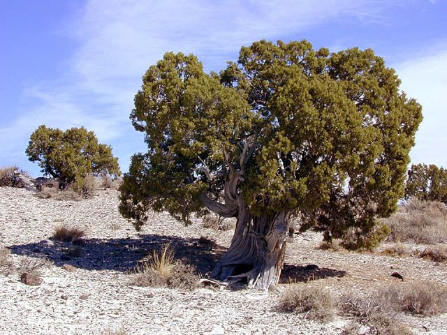 Juniperus osteosperma wwwconifersorgcujuosteosperma1jpg