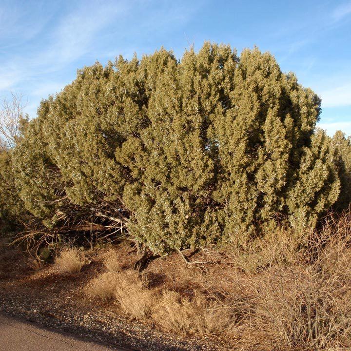 Juniperus osteosperma SEINet Arizona Chapter Juniperus osteosperma