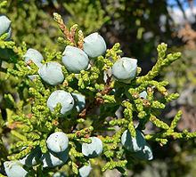 Juniperus osteosperma Juniperus osteosperma Wikipedia