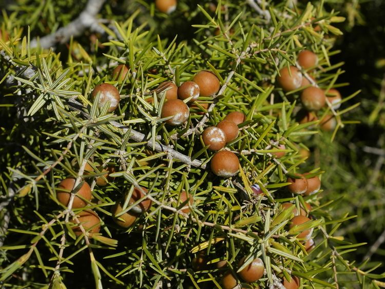 Juniperus oxycedrus FileJuniperus oxycedrus subsp oxycedrus fruitsjpg Wikimedia