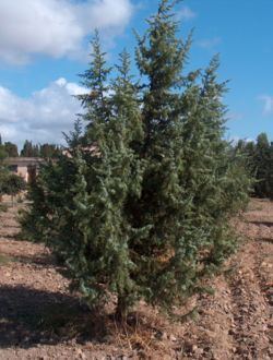 Juniperus oxycedrus Juniperus oxycedrus Wikipedia