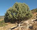 Juniperus oxycedrus httpsuploadwikimediaorgwikipediacommonsthu