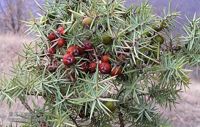 Juniperus oxycedrus Juniperus oxycedrus picture 3 The Bulgarian flora online