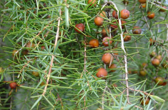 Juniperus oxycedrus Enebro albar o cada Juniperus oxycedrus ssp oxycedrus