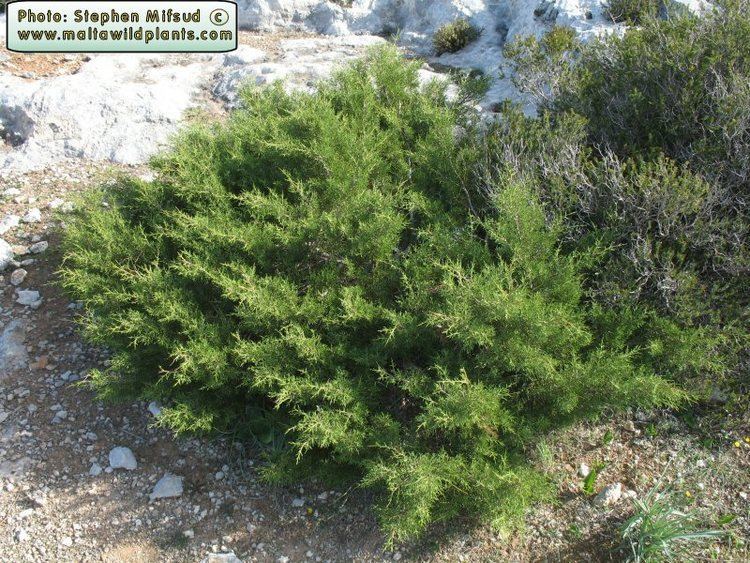 Juniperus phoenicea Wild Plants of Malta amp Gozo Plant Juniperus phoenicea Phoenician