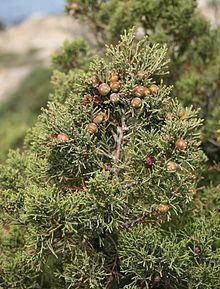 Juniperus phoenicea httpsuploadwikimediaorgwikipediacommonsthu