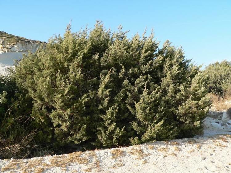 Juniperus phoenicea Image Juniperus phoenicea Phoenician Juniper BioLibcz