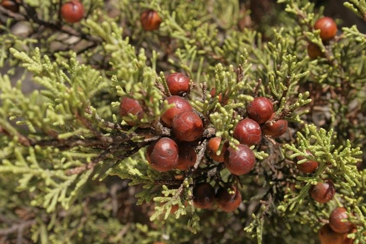 Juniperus phoenicea FileJuniperusphoeniceaberrycones 1JPG Wikimedia Commons