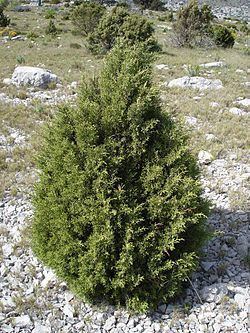 Juniperus phoenicea Juniperus phoenicea Biquipedia a enciclopedia libre