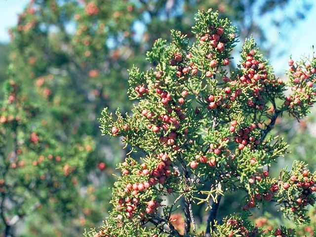 Juniperus pinchotii wwwwildflowerorgimagearchive640x480PCD3934P