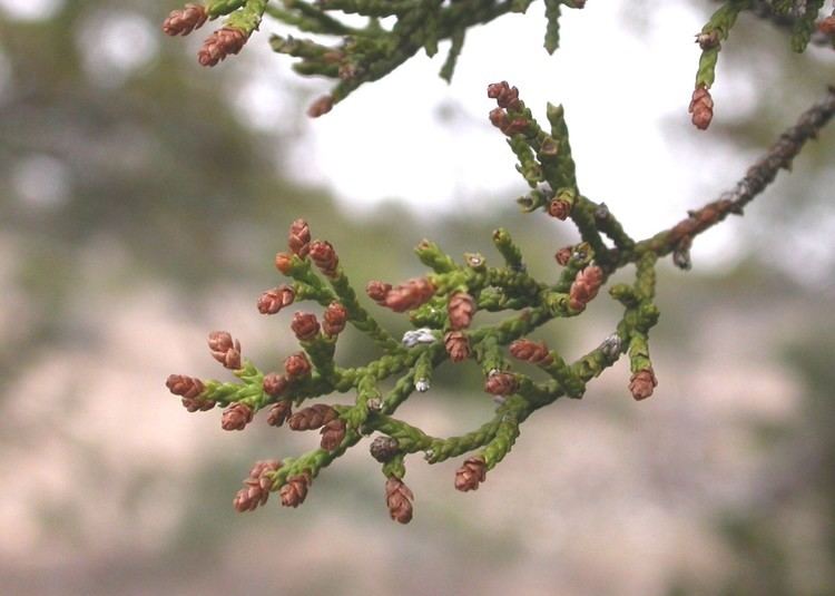 Juniperus pinchotii Juniperus pinchotii phenology