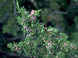 Juniperus pinchotii Juniperus pinchotii Pinchot39s juniper NPIN