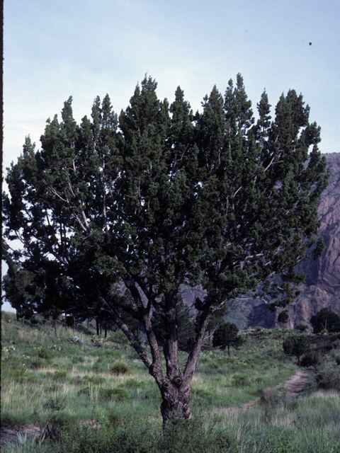 Juniperus pinchotii Juniperus pinchotii Pinchot39s juniper NPIN