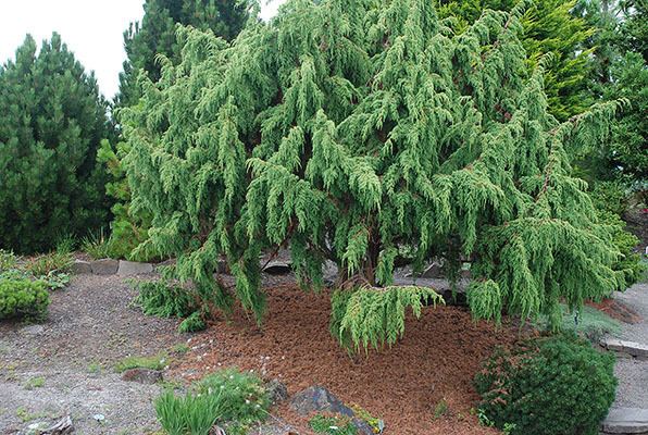 Juniperus pingii Juniperus pingii Landscape Plants Oregon State University