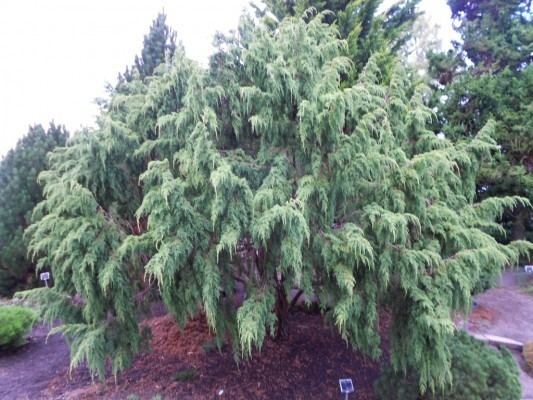 Juniperus pingii Juniperus pingii Conifer Record