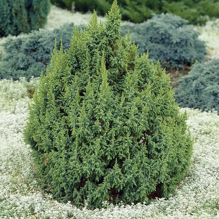 Juniperus pingii Juniperus pingii Loderi 1 tree Buy online order yours now