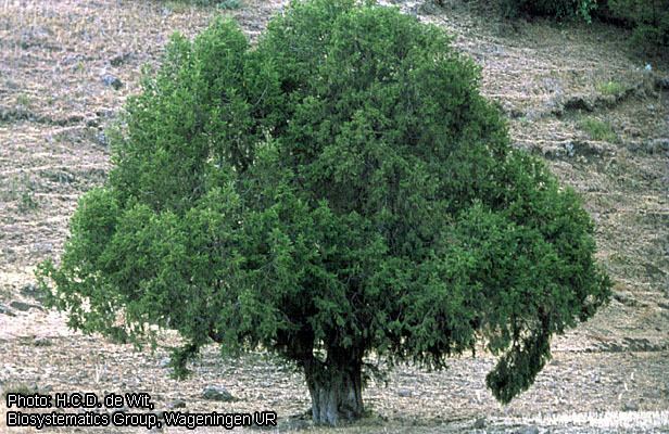 Juniperus procera Protabase Record