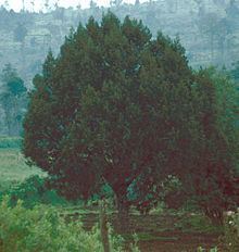 Juniperus procera httpsuploadwikimediaorgwikipediacommonsthu