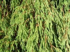 Juniperus recurva httpsuploadwikimediaorgwikipediacommonsthu