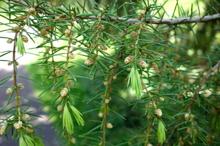 Juniperus rigida FileJuniperus rigida Morris Arboretum DSC00471JPG Wikimedia