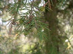 Juniperus rigida httpsuploadwikimediaorgwikipediacommonsthu
