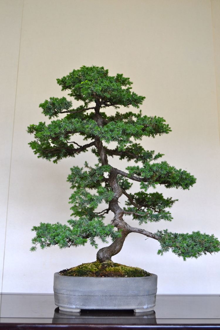 Juniperus rigida Juniperus rigida Test Bonsai Unearthed