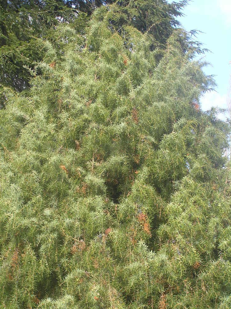 Juniperus rigida FileJuniperus rigida zampach1JPG Wikimedia Commons