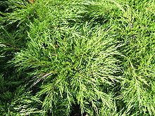 Juniperus sabina httpsuploadwikimediaorgwikipediacommonsthu