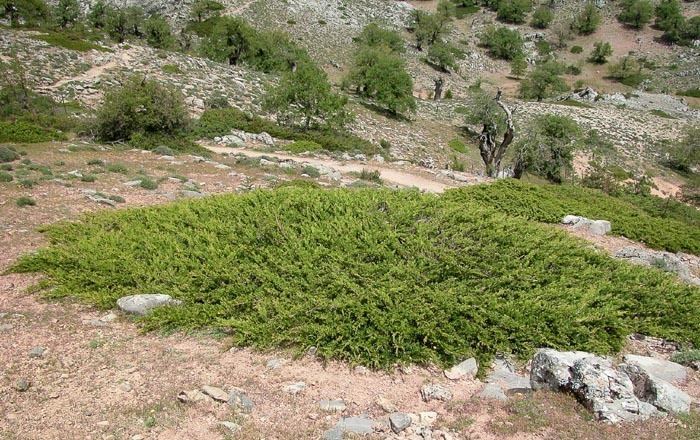 Juniperus sabina Juniperus sabina savin description