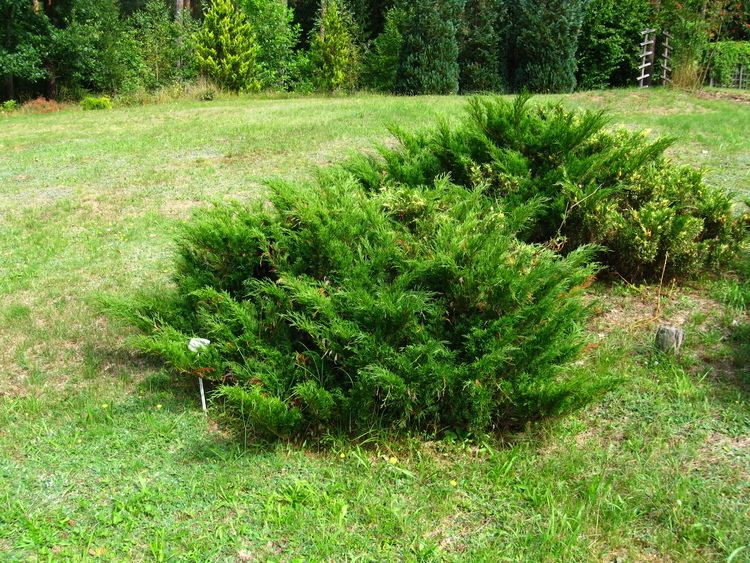 Juniperus sabina FilePodlaskie Suprasl Kopna Gora Arboretum Juniperus sabina