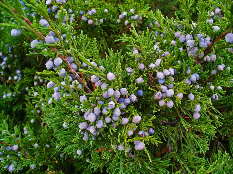 Juniperus sabina FileJuniperus sabina 003JPG Wikimedia Commons