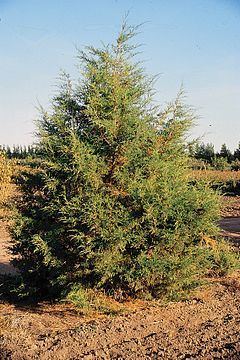 Juniperus scopulorum httpsuploadwikimediaorgwikipediacommonsthu
