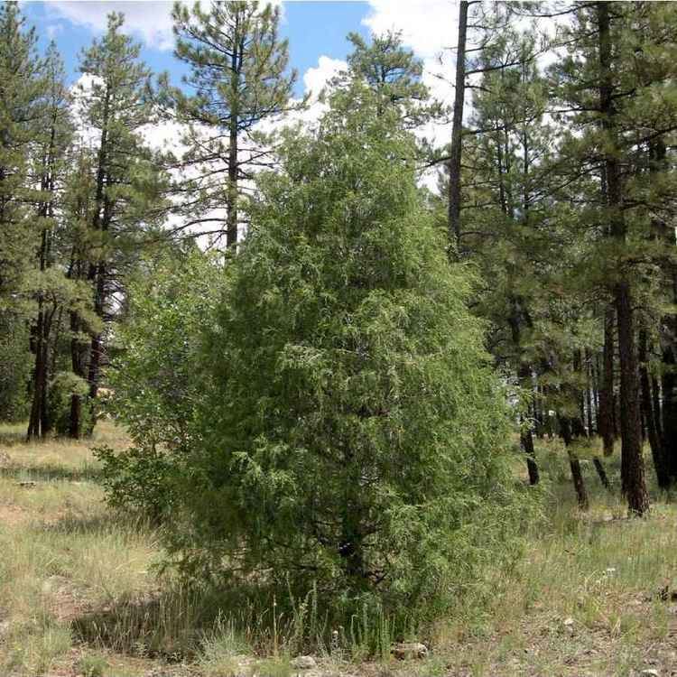 Juniperus scopulorum SEINet Arizona Chapter Juniperus scopulorum