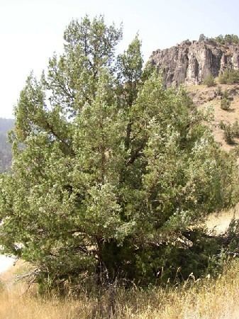 Juniperus scopulorum Species Juniperus scopulorum